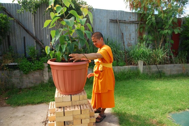 Bodhi tree transplantation